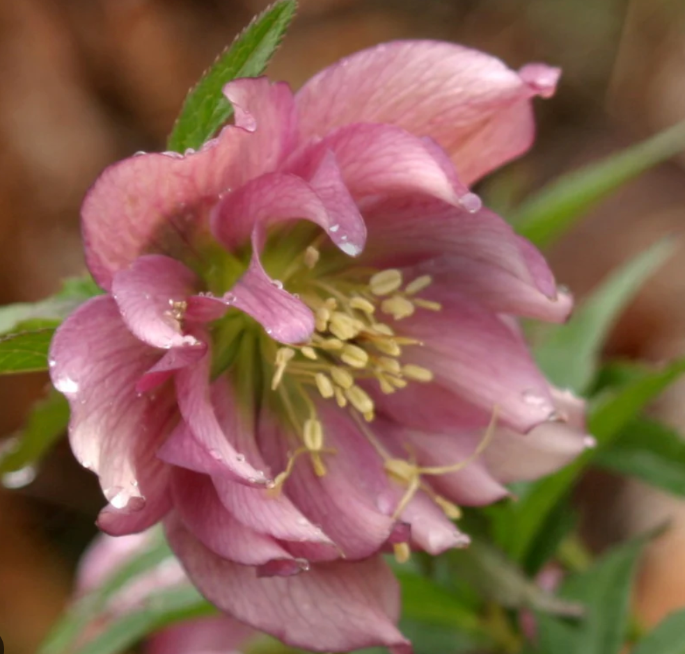 Helleborus Brandywine’ Lenten Rose (4 plants)