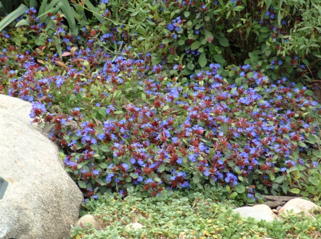 Ceratostigma plumbaginoides (Plumbago) – 3 Plants