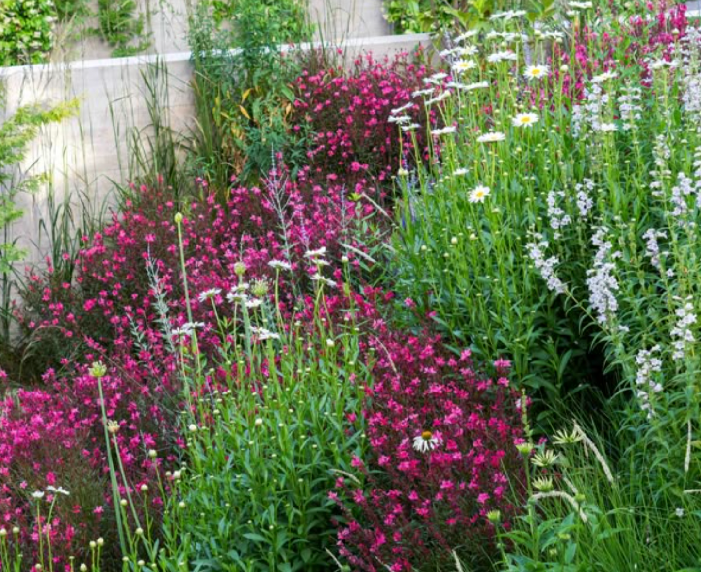 Gaura "Sparkling White or "Whirling Butterflies" or Rosey Jane or Crimson butterfly - Native perennials