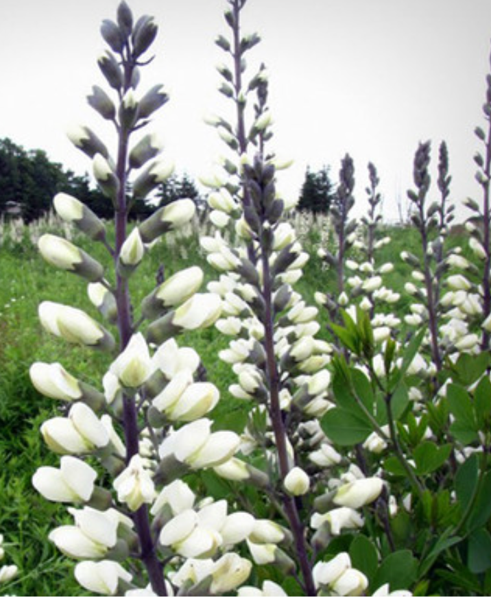 Baptisia 'Lunar Eclipse' or ‘Plum Rosy’– False Indigo (2 Plants)