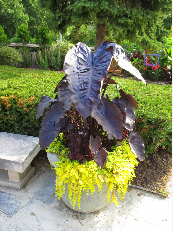 Royal Hawaiian® 'Black Coral' Elephant Ear – Giant Black Tropical Foliage Plant (set of 2)