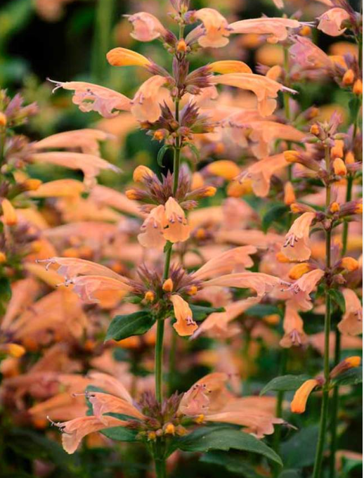 Agastache 'Morello' – Hummingbird Mint (3 Plants)