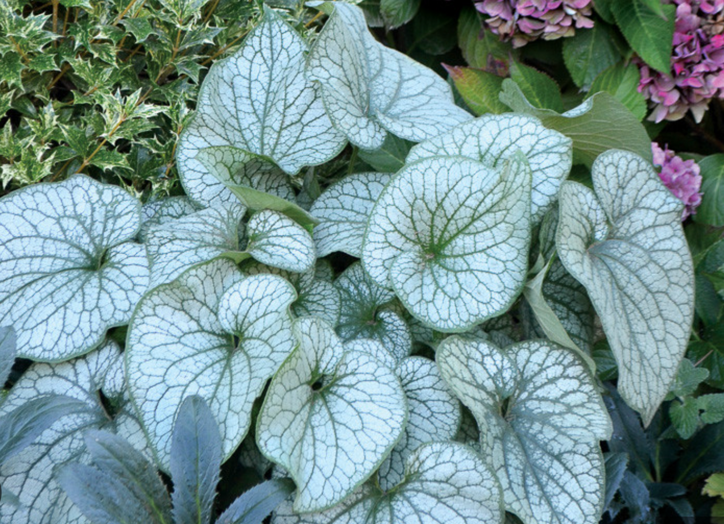 Brunnera Collection ('Alexander's Great' or 'Silver Heart')– Siberian Bugloss (2 Plants)