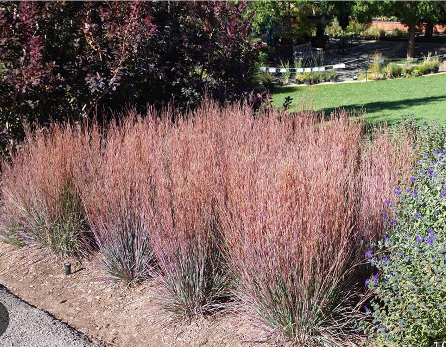 Pollinator Magnet Garden Collection 1| 11 Plants for Full Sun