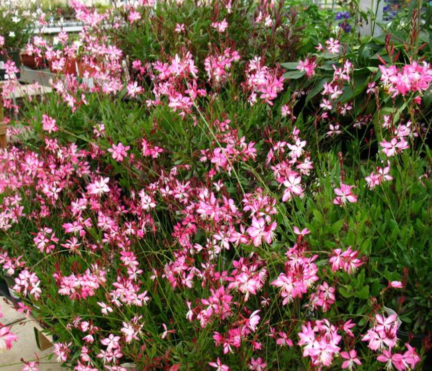 Four-Season Interest Garden Collection | 10 Plants for Full Sun