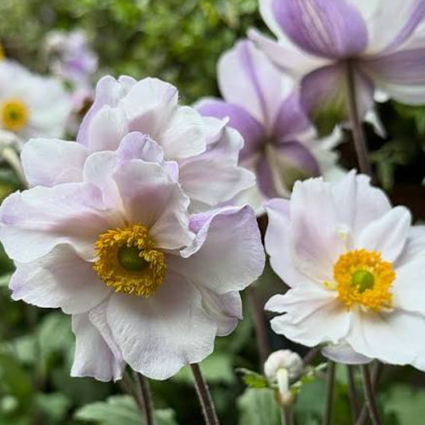 Anemone 'Dreaming Swan' – Japanese Anemone  (2 Plants)