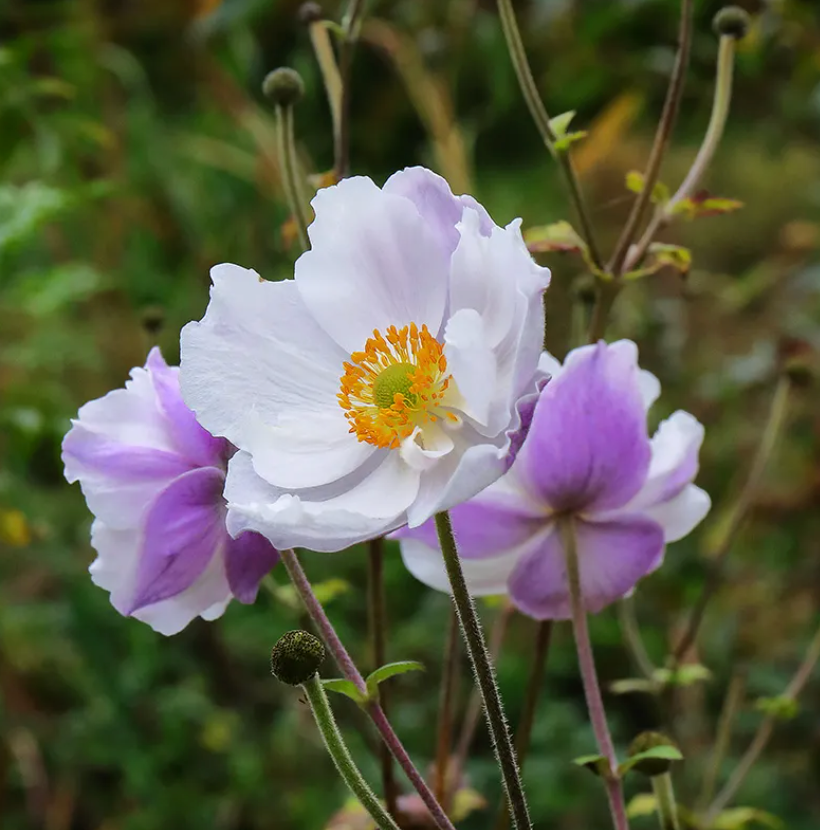 Anemone 'Dreaming Swan' – Japanese Anemone  (2 Plants)