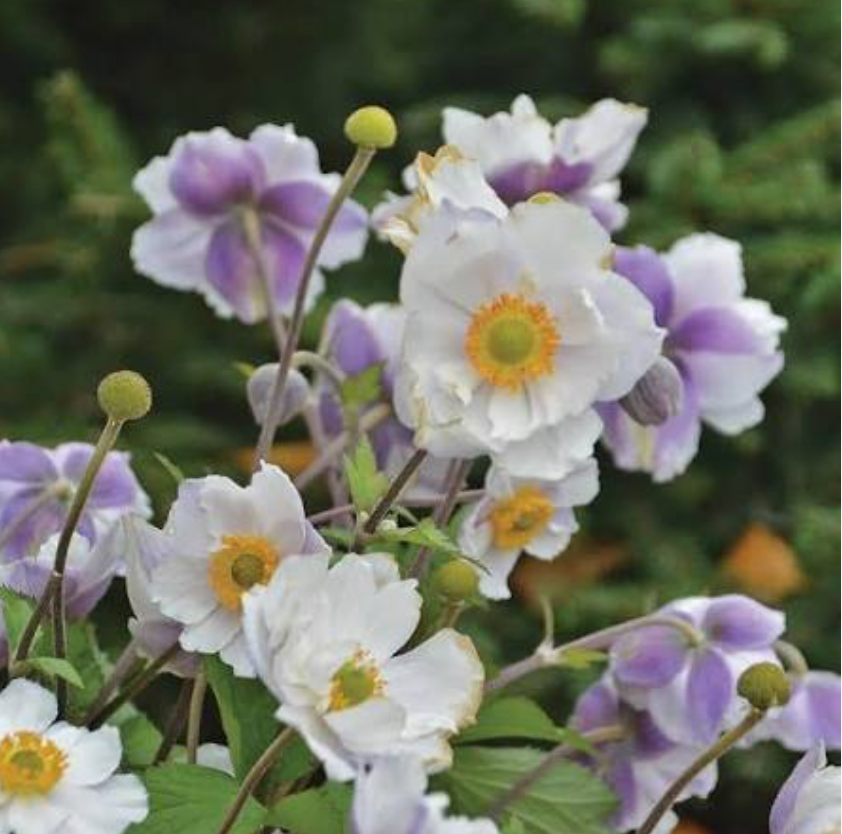 Anemone 'Dreaming Swan' – Japanese Anemone  (2 Plants)