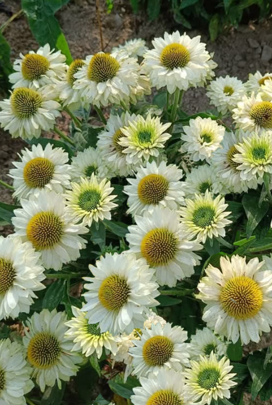 Rainbow Echinacea Plant: SunSeekers® White– Set of 2