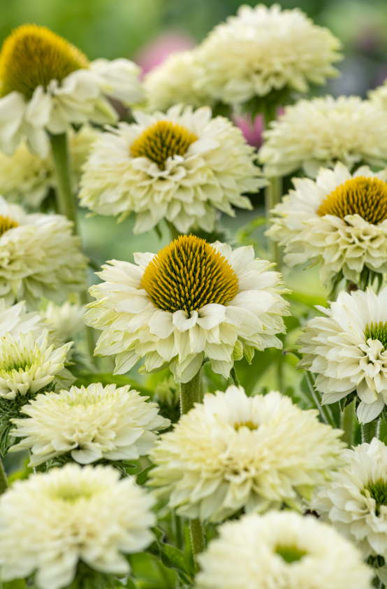Rainbow Echinacea Plant: SunSeekers® White– Set of 2
