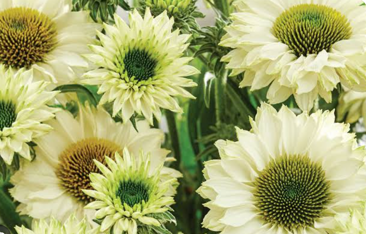 Rainbow Echinacea Plant: SunSeekers® White– Set of 2