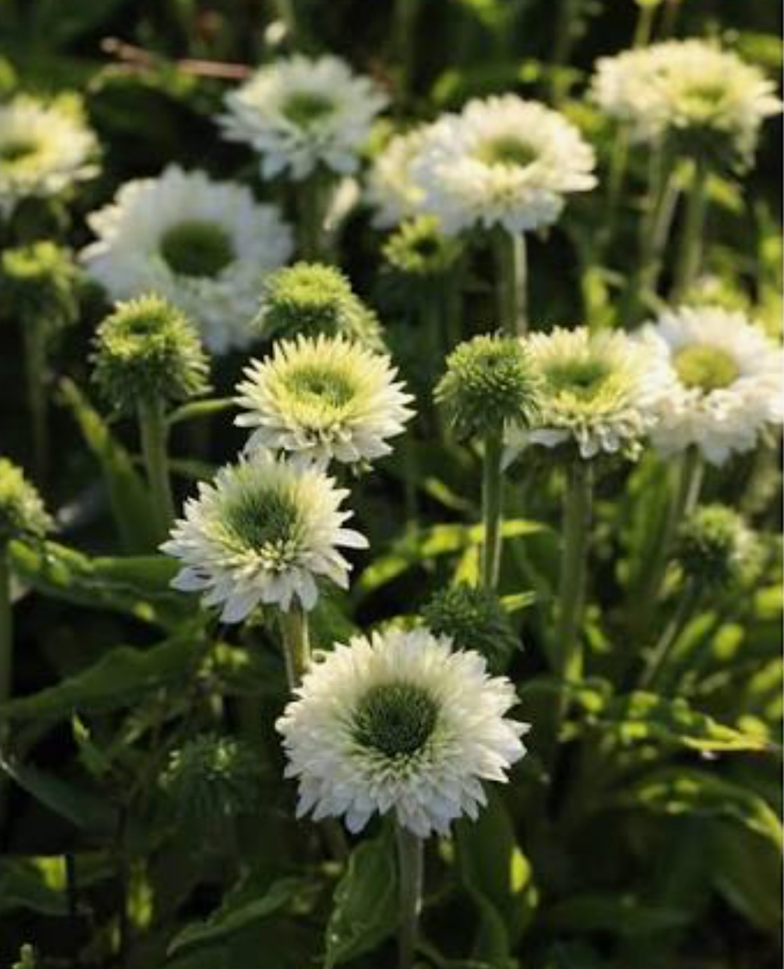 Rainbow Echinacea Plant: SunSeekers® White– Set of 2