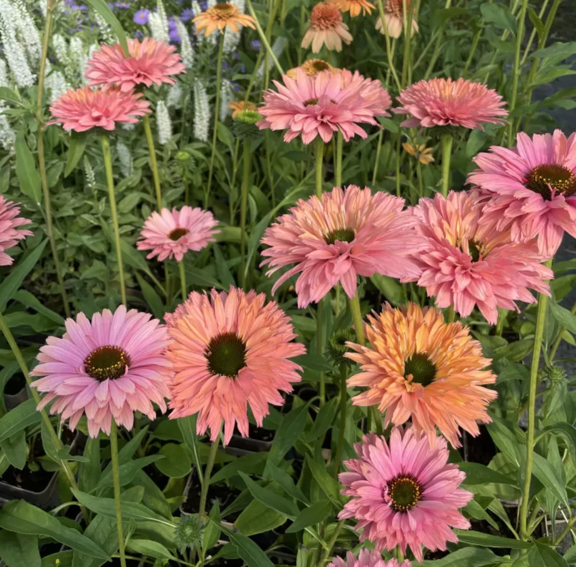 Rainbow Echinacea Plant: SunSeekers® Rainbow – Set of 2