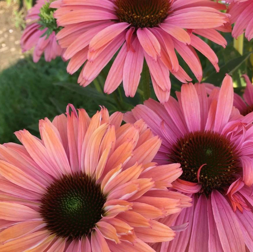 Rainbow Echinacea Plant: SunSeekers® Rainbow – Set of 2