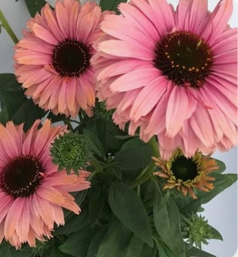 Rainbow Echinacea Plant: SunSeekers® Rainbow – Set of 2