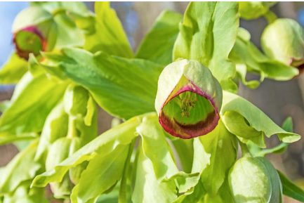 Helleborus foetidus – Evergreen Hellebore (2 Plants)