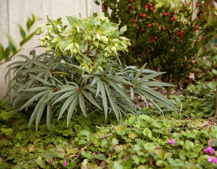 Helleborus foetidus – Evergreen Hellebore (2 Plants)