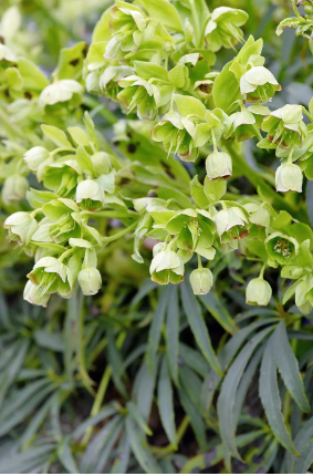 Helleborus foetidus – Evergreen Hellebore (2 Plants)