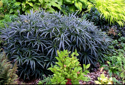 Helleborus foetidus – Evergreen Hellebore (2 Plants)