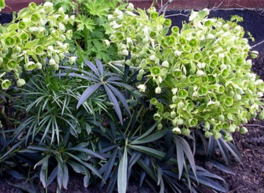 Helleborus foetidus – Evergreen Hellebore (2 Plants)
