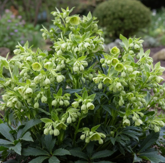 Helleborus foetidus – Evergreen Hellebore (2 Plants)