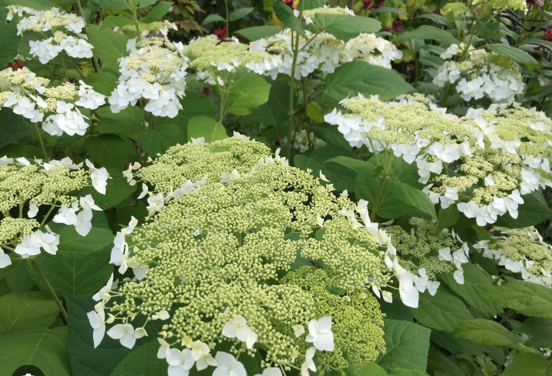 Hydrangea Haas Halo- Beautiful, pollinator friendly North America native shrub (2 plants)