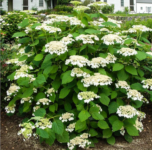 Hydrangea Haas Halo- Beautiful, pollinator friendly North America native shrub (2 plants)