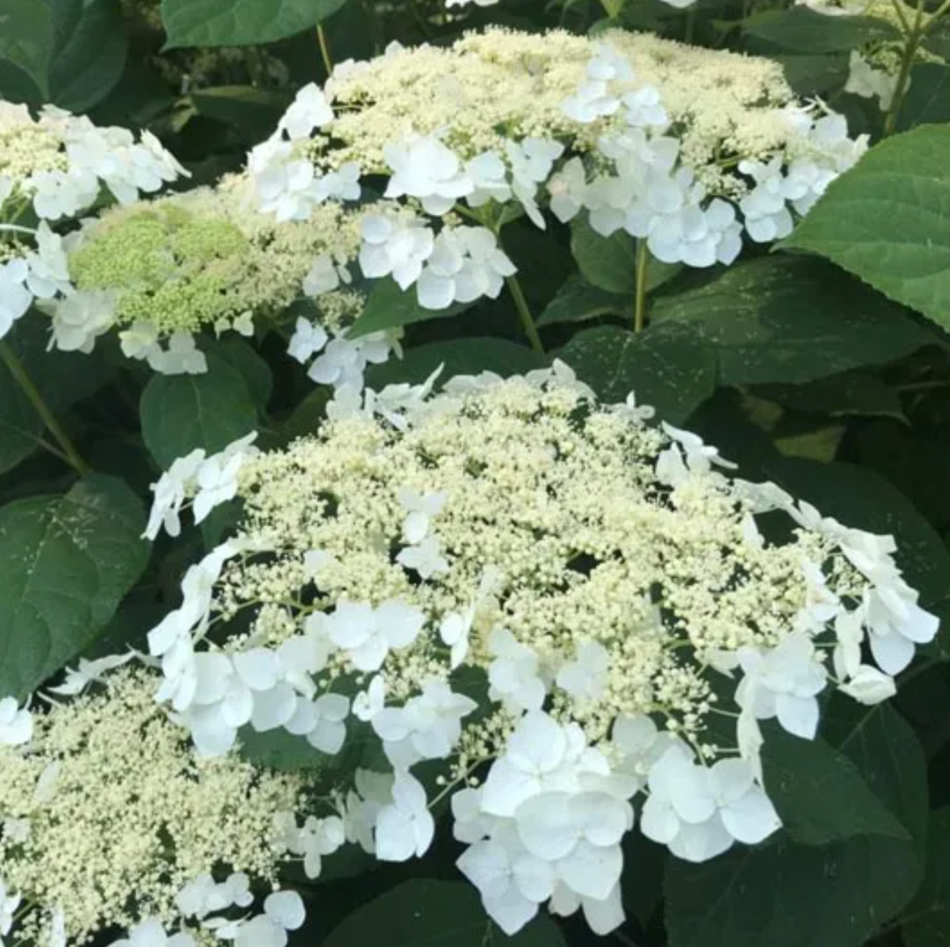 Hydrangea Haas Halo- Beautiful, pollinator friendly North America native shrub (2 plants)