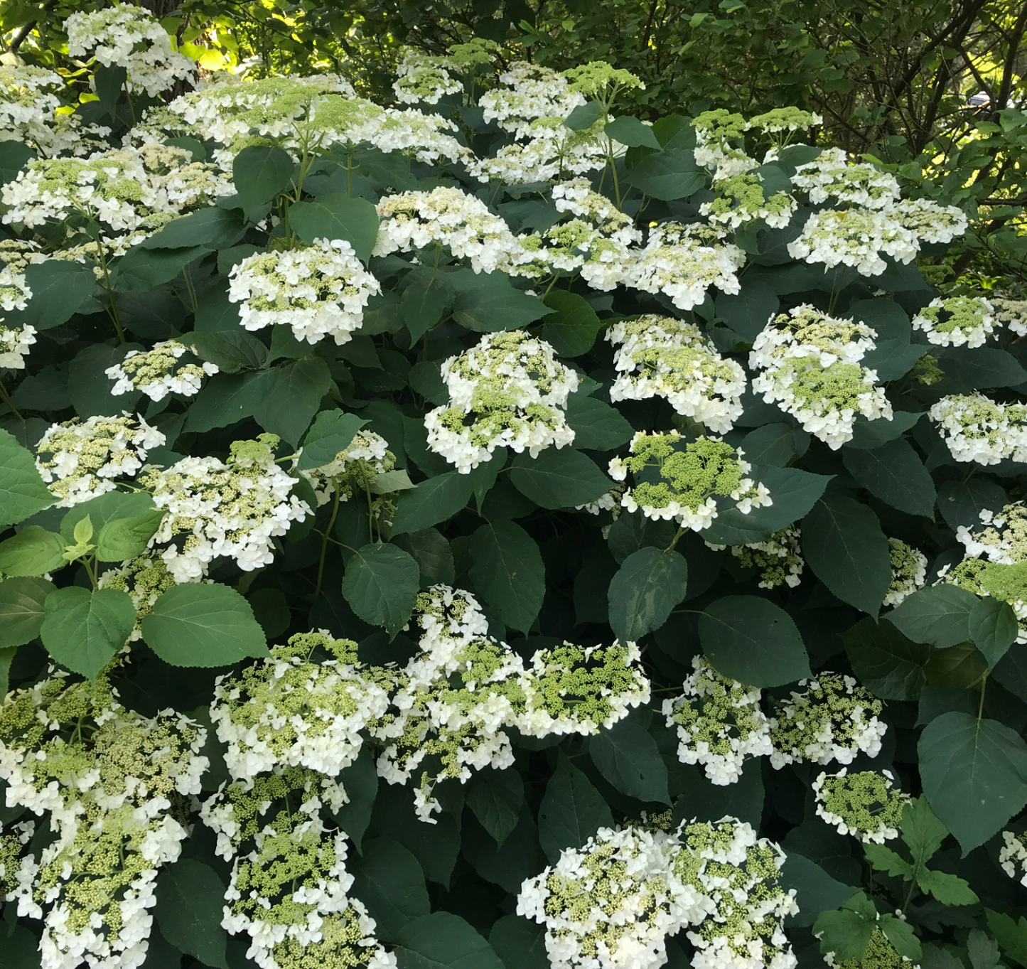 Hydrangea Haas Halo- Beautiful, pollinator friendly North America native shrub (2 plants)