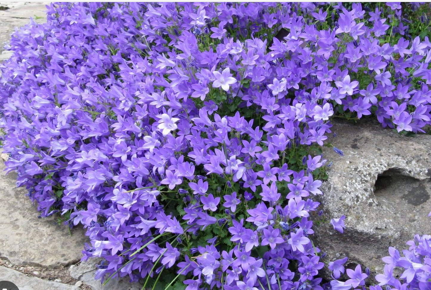 Campanula Birch Hybrid (bellflower)- Set of 3 Plants