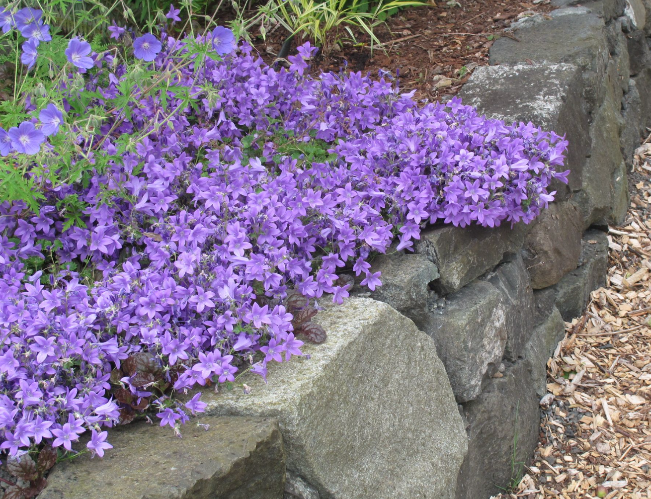 Campanula Birch Hybrid (bellflower)- Set of 3 Plants