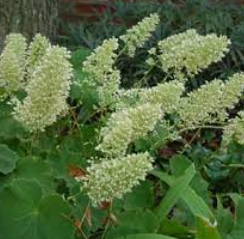 Heuchera macrorhiza 'Autumn Bride' (3 Plants)