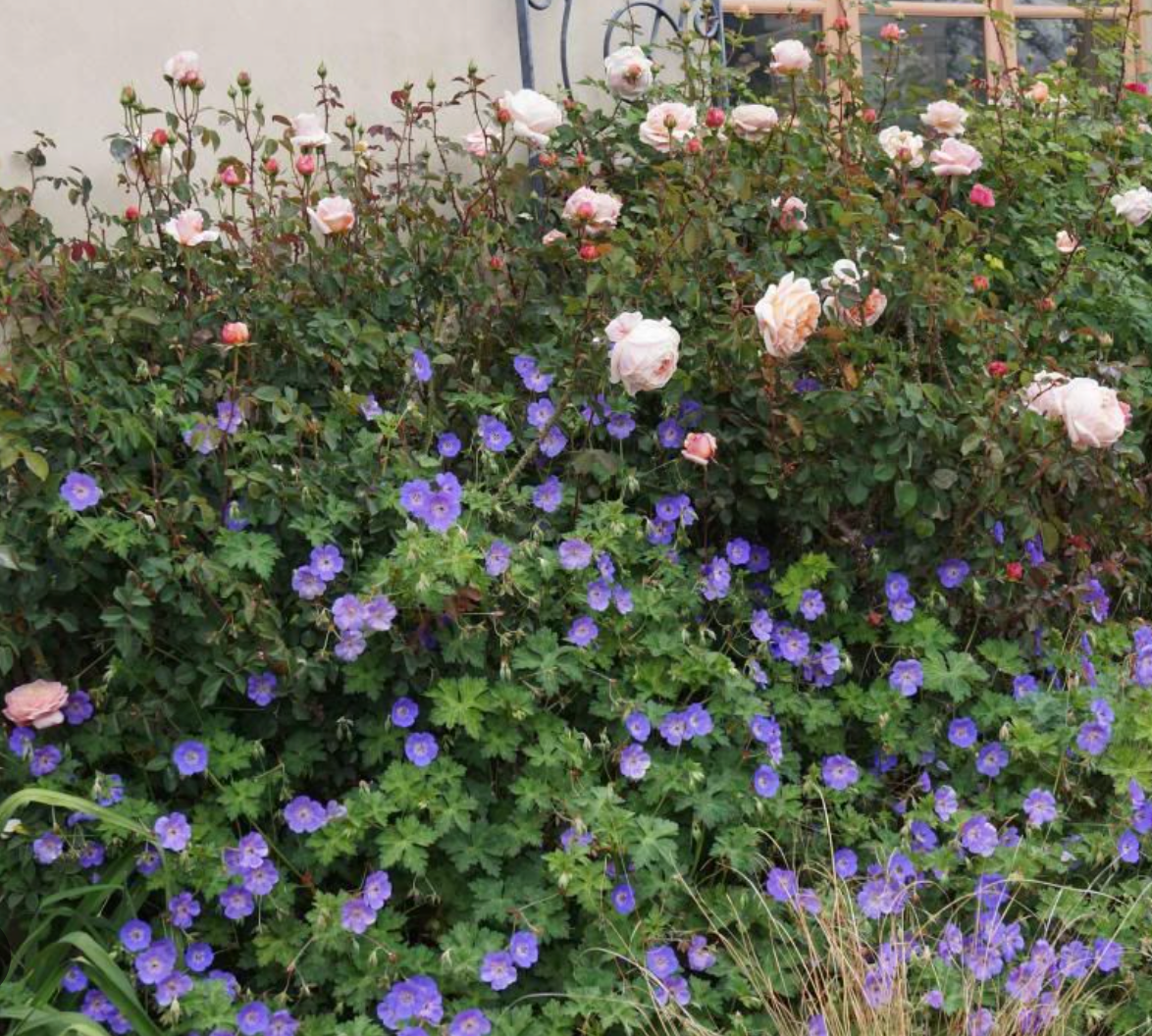 Geranium Rozanne- Cranesbill (3 Plants)