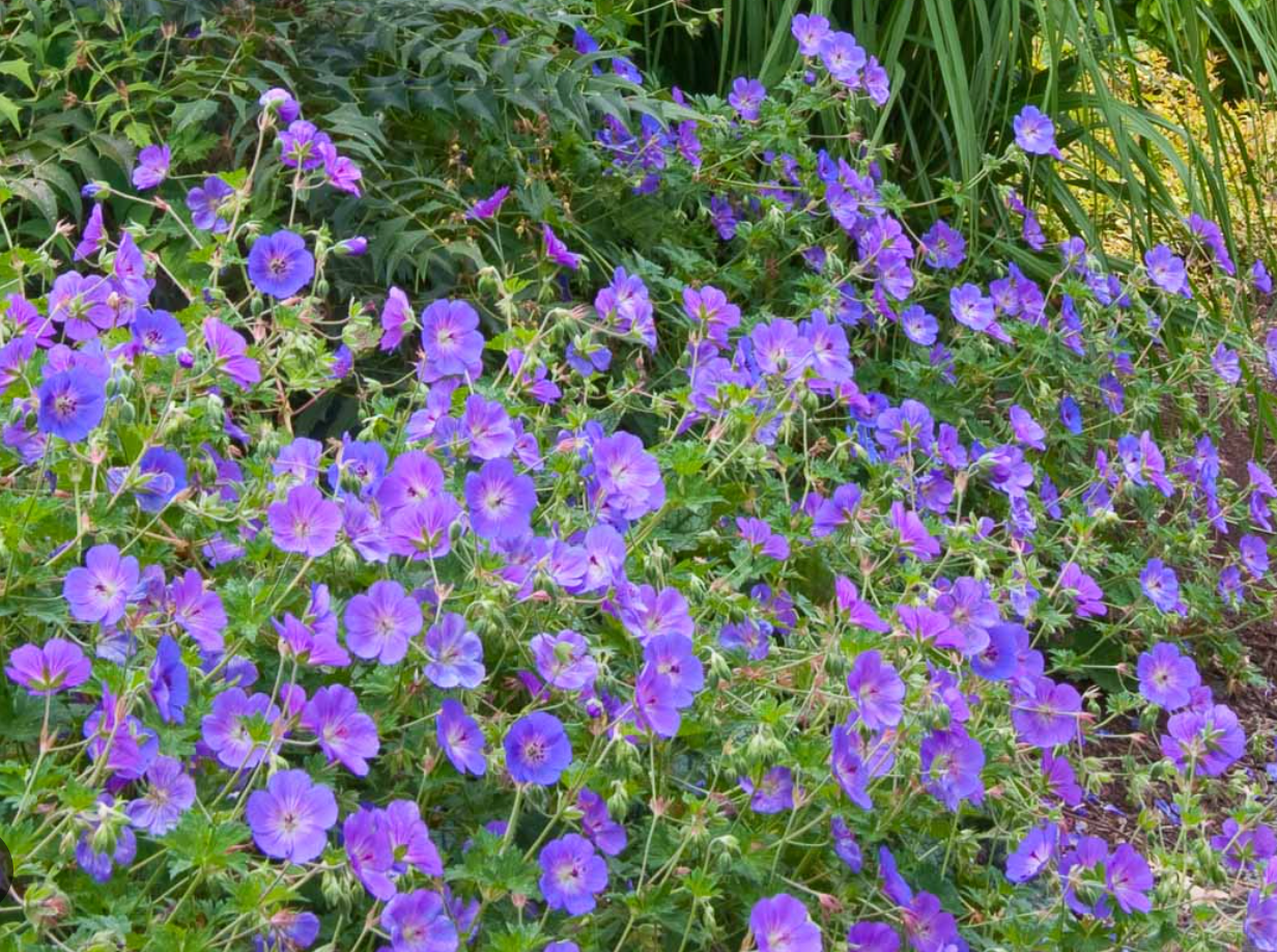 Geranium Rozanne- Cranesbill (3 Plants)