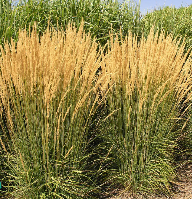 Calamagrostis 'Karl Foerster' Feather Reed Grass