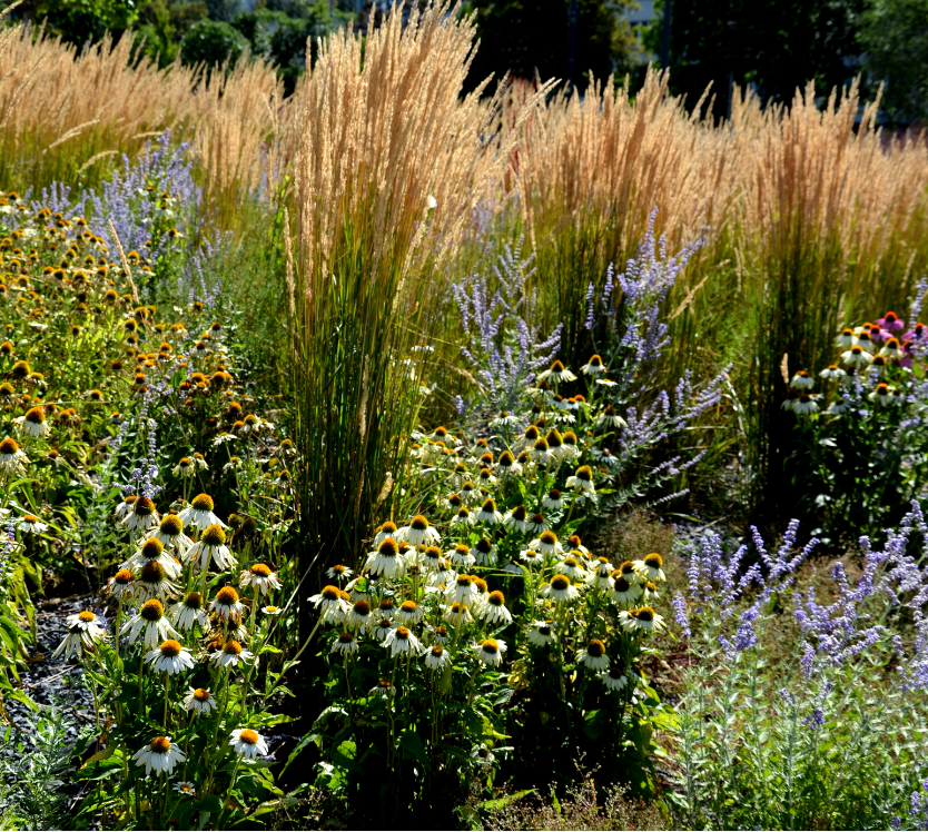 Calamagrostis 'Karl Foerster' Feather Reed Grass (3 starter plants)