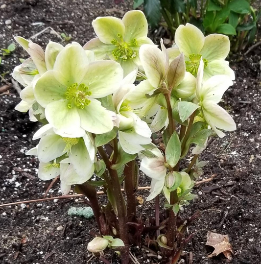 HELLEBORUS 'Snow Love' - Lentern Rose (2 plants)