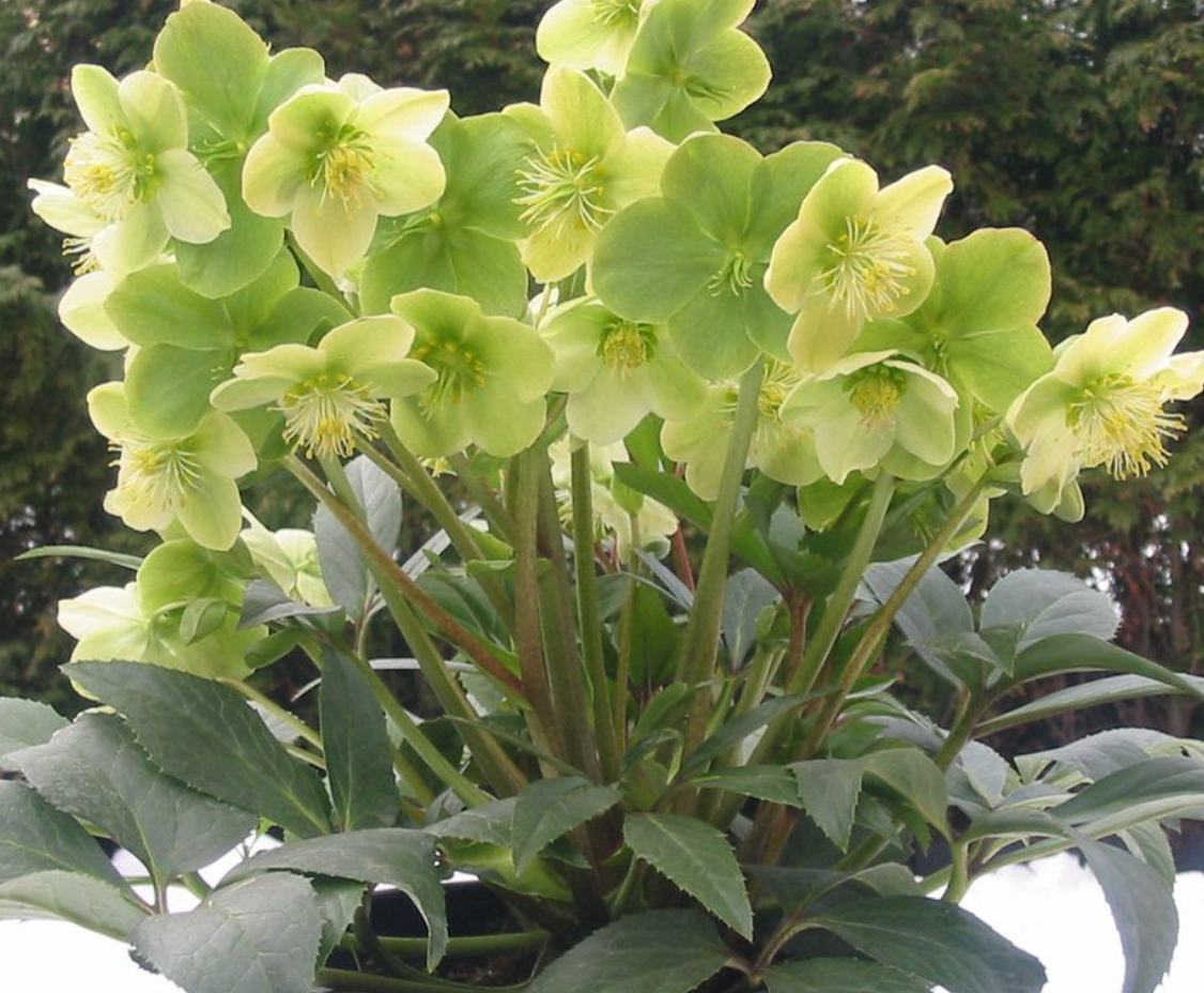 HELLEBORUS 'Snow Love' - Lentern Rose (2 plants)