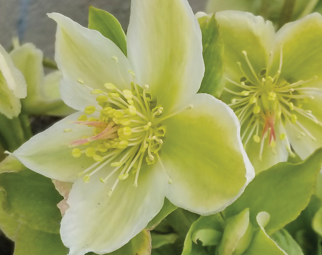 HELLEBORUS 'Snow Love' - Lentern Rose (2 plants)