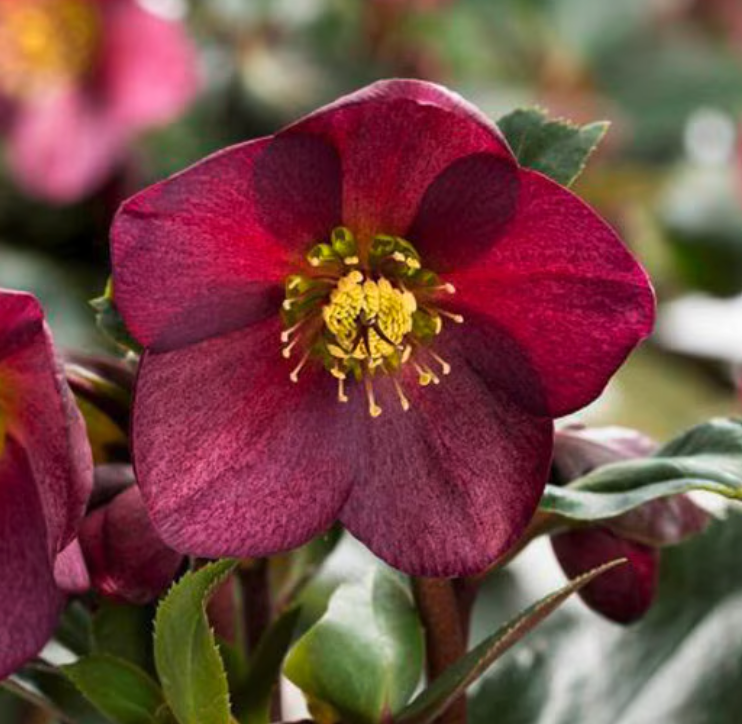 HELLEBORUS  Brandywine’ Lenten Rose (2 Plants)