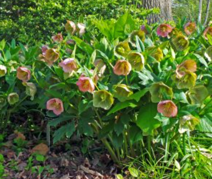 HELLEBORUS  Brandywine’ Lenten Rose (2 Plants)