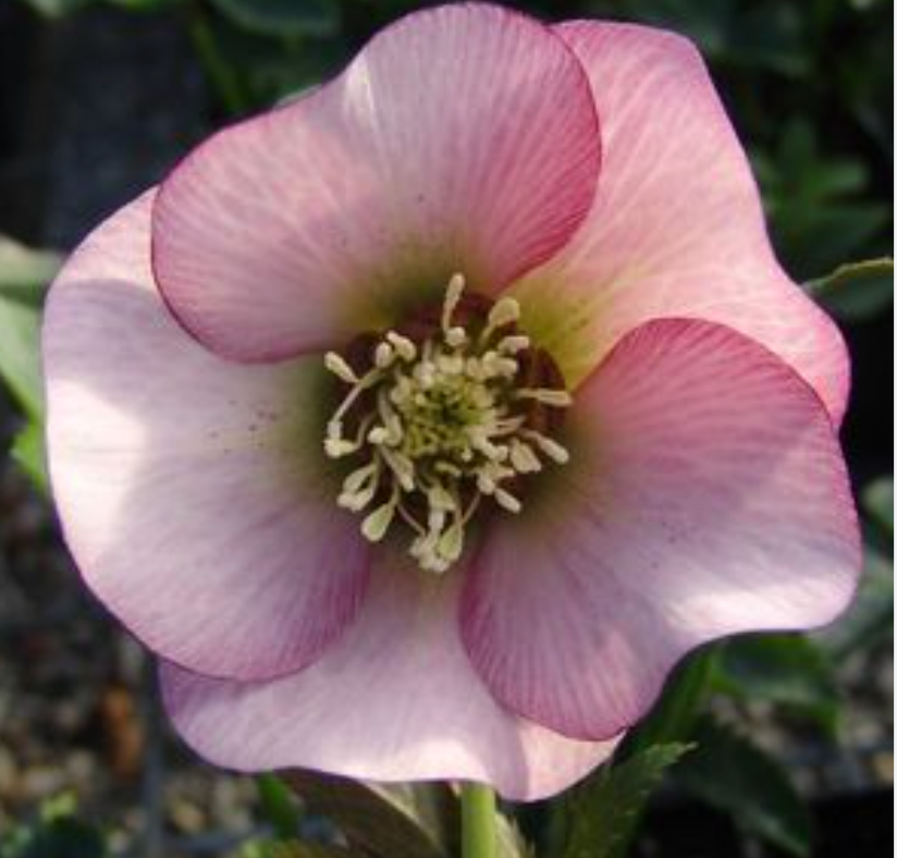 HELLEBORUS  Brandywine’ Lenten Rose (2 Plants)