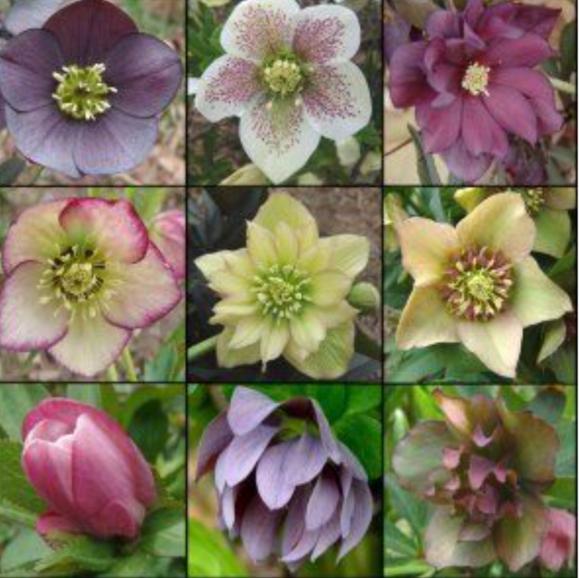 HELLEBORUS  Brandywine’ Lenten Rose (2 Plants)