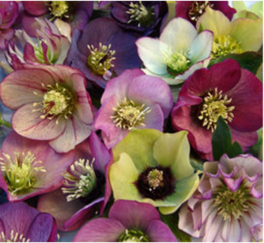 HELLEBORUS  Brandywine’ Lenten Rose (2 Plants)