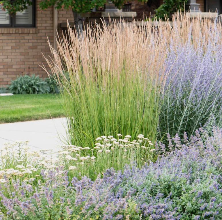 Calamagrostis 'Karl Foerster' Feather Reed Grass (3 starter plants)