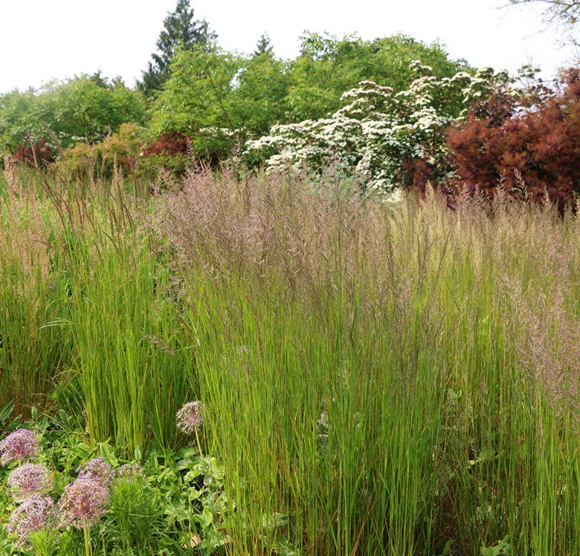 Calamagrostis 'Karl Foerster' Feather Reed Grass (3 starter plants)