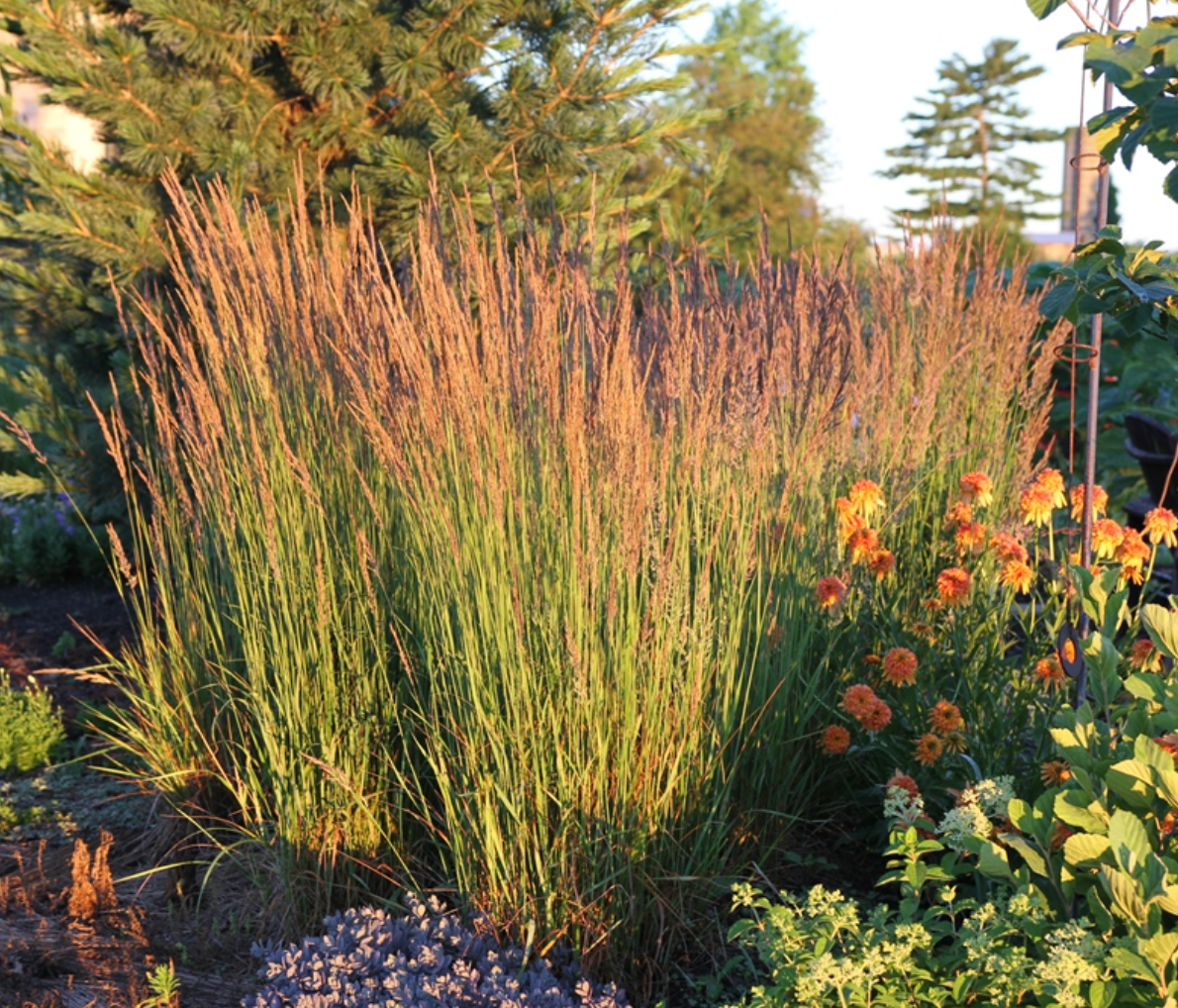 Calamagrostis 'Karl Foerster' Feather Reed Grass (3 starter plants)