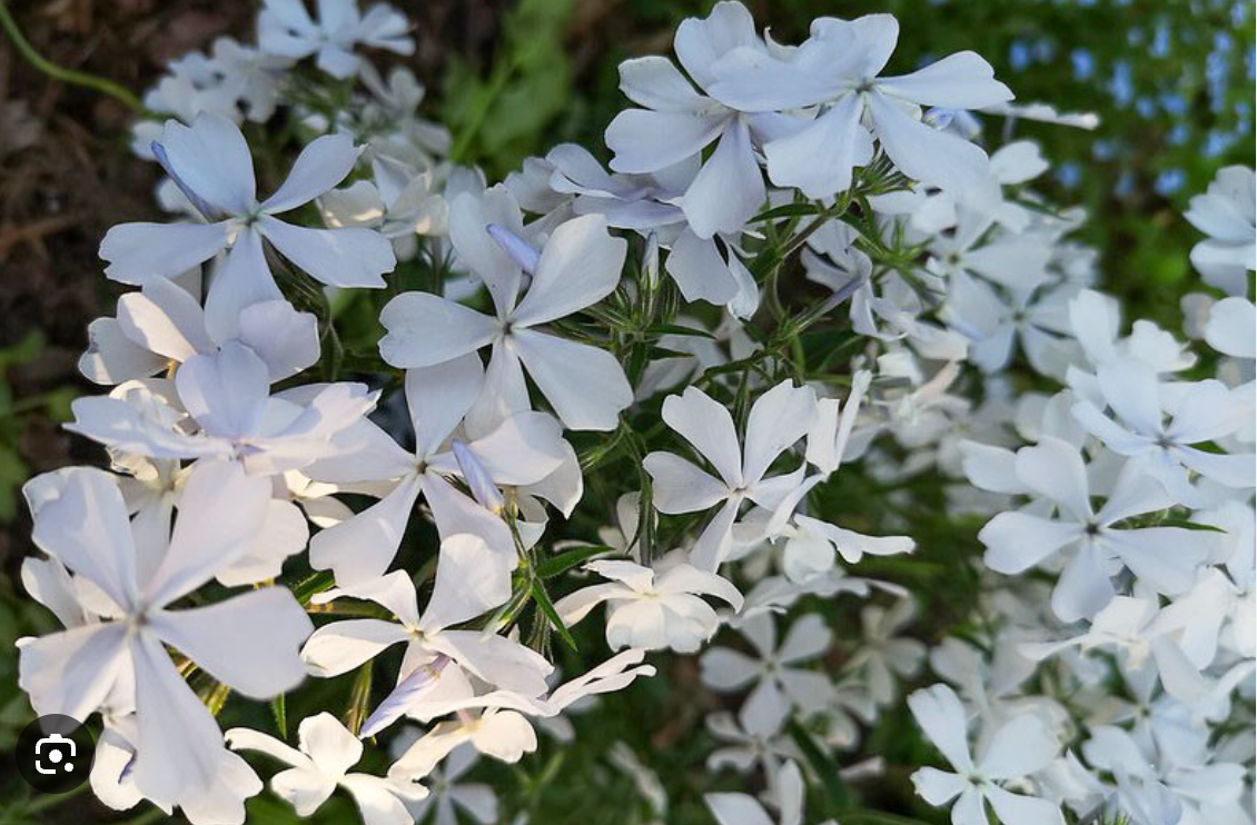 Phlox divaricata 'May Breeze' - Set of 3 Plants