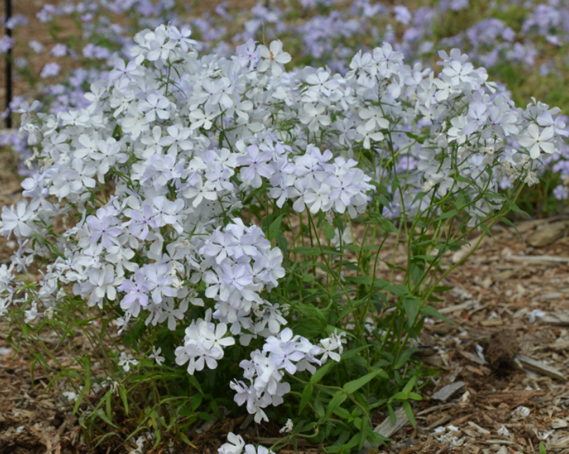 Phlox divaricata 'May Breeze' - Set of 3 Plants