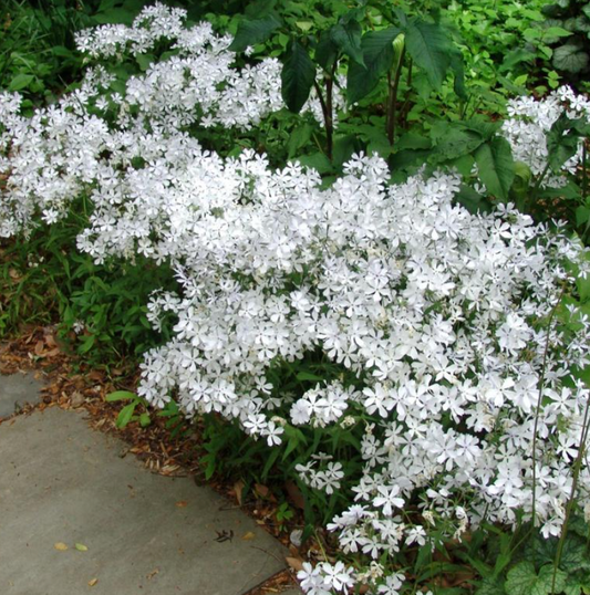 Phlox divaricata 'May Breeze' - Set of 3 Plants